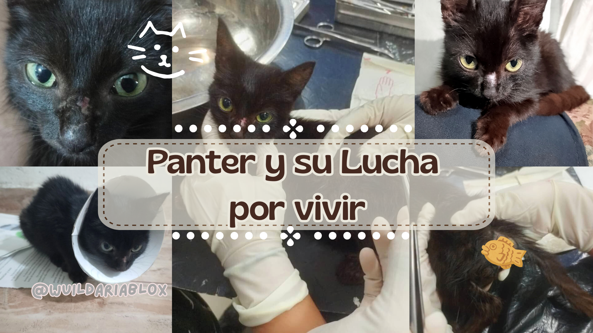 Panter and his Zest for Life 🖤🐾[ENG - ESP]