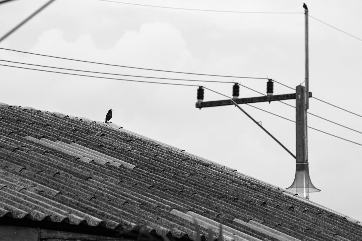 DSC_4201.JPG