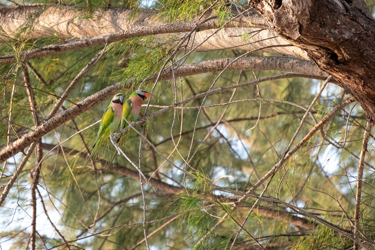 DSC_2609.JPG