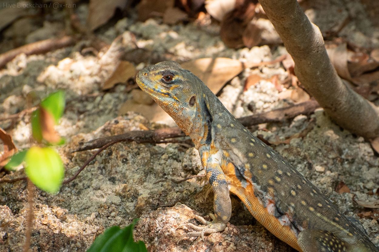DSC_1812.JPG
