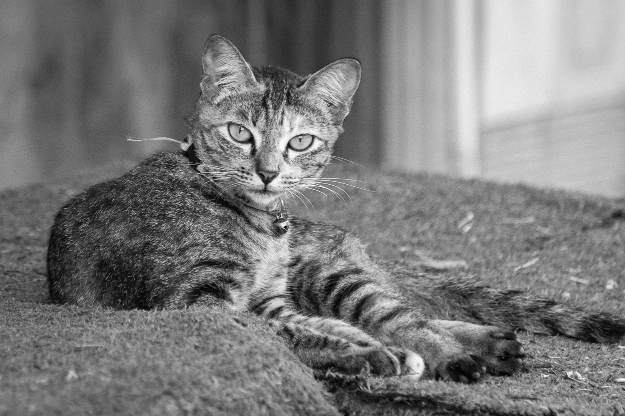DSC_1535.JPG