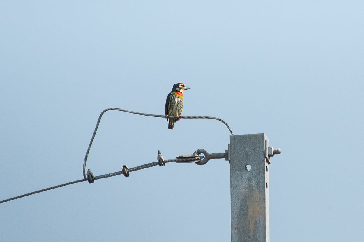 DSC_2477.JPG
