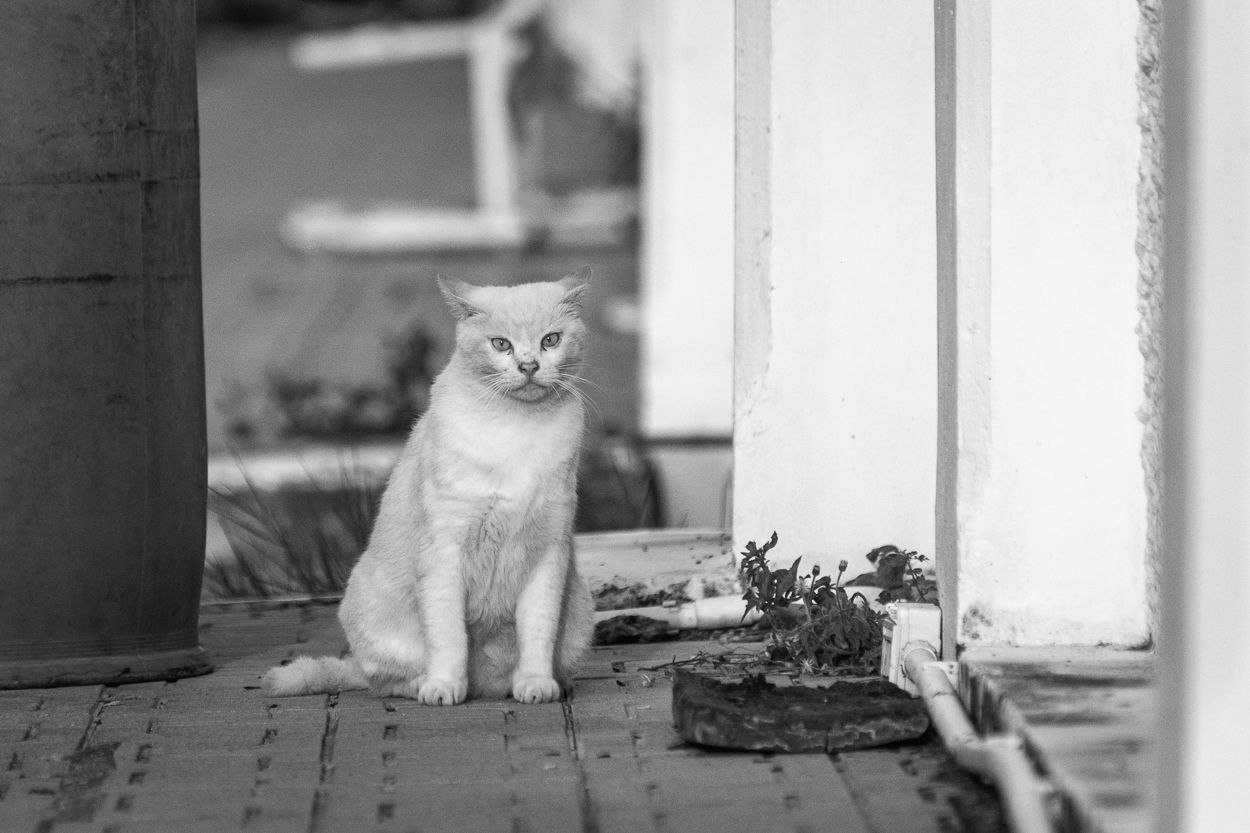 DSC_2694-2.JPG