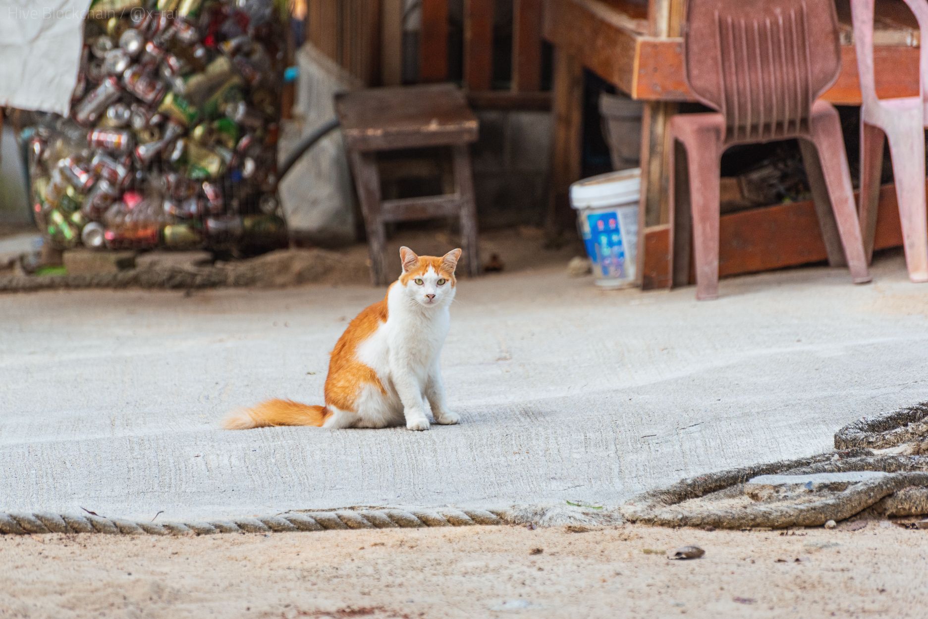 DSC_1622-2.JPG
