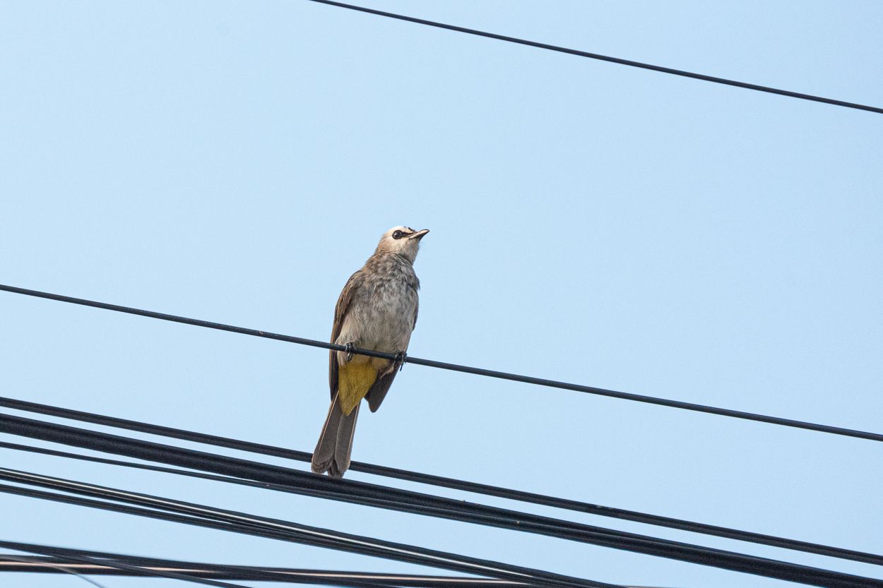 DSC_2530.JPG