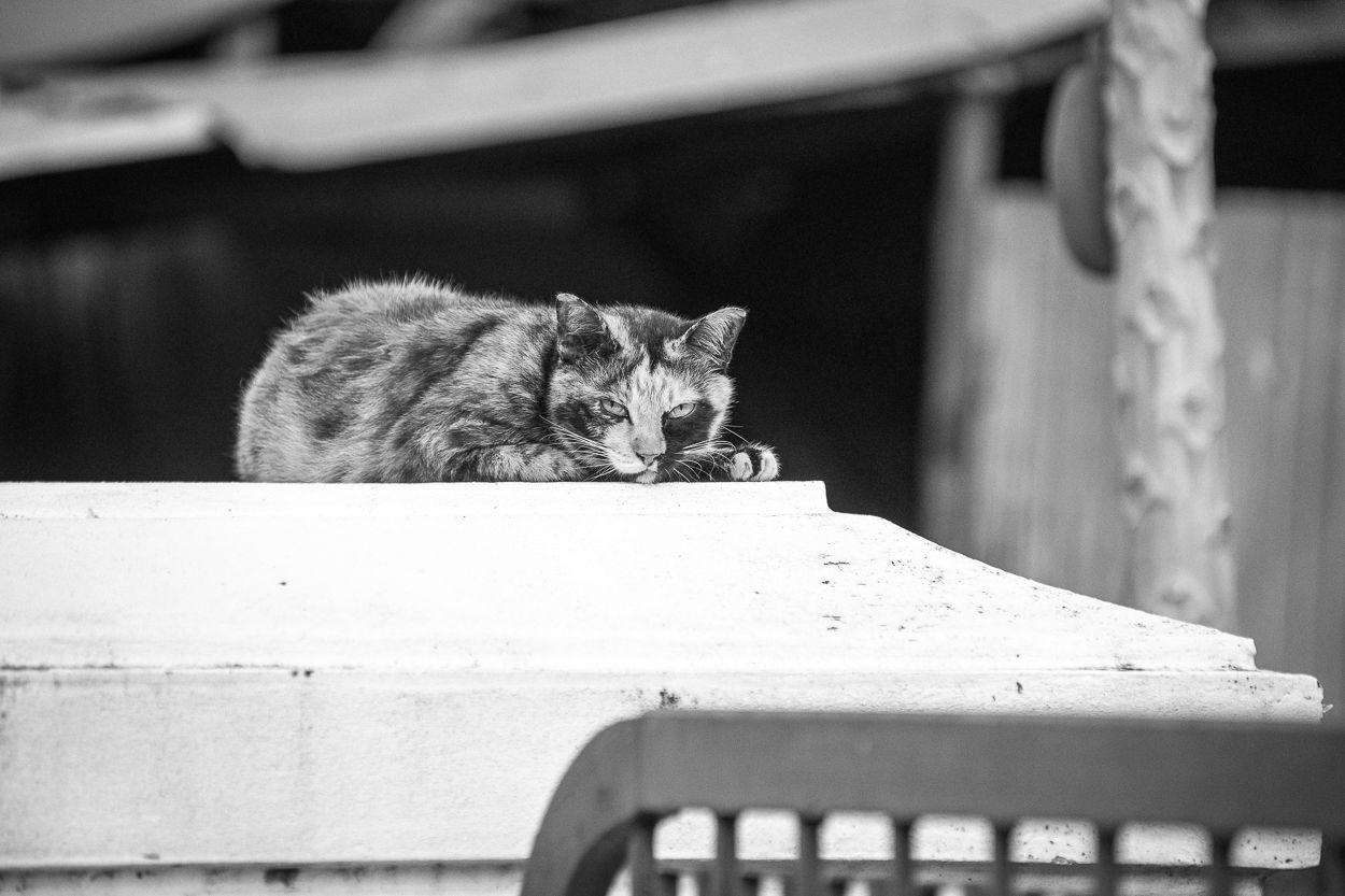 DSC_2662.JPG