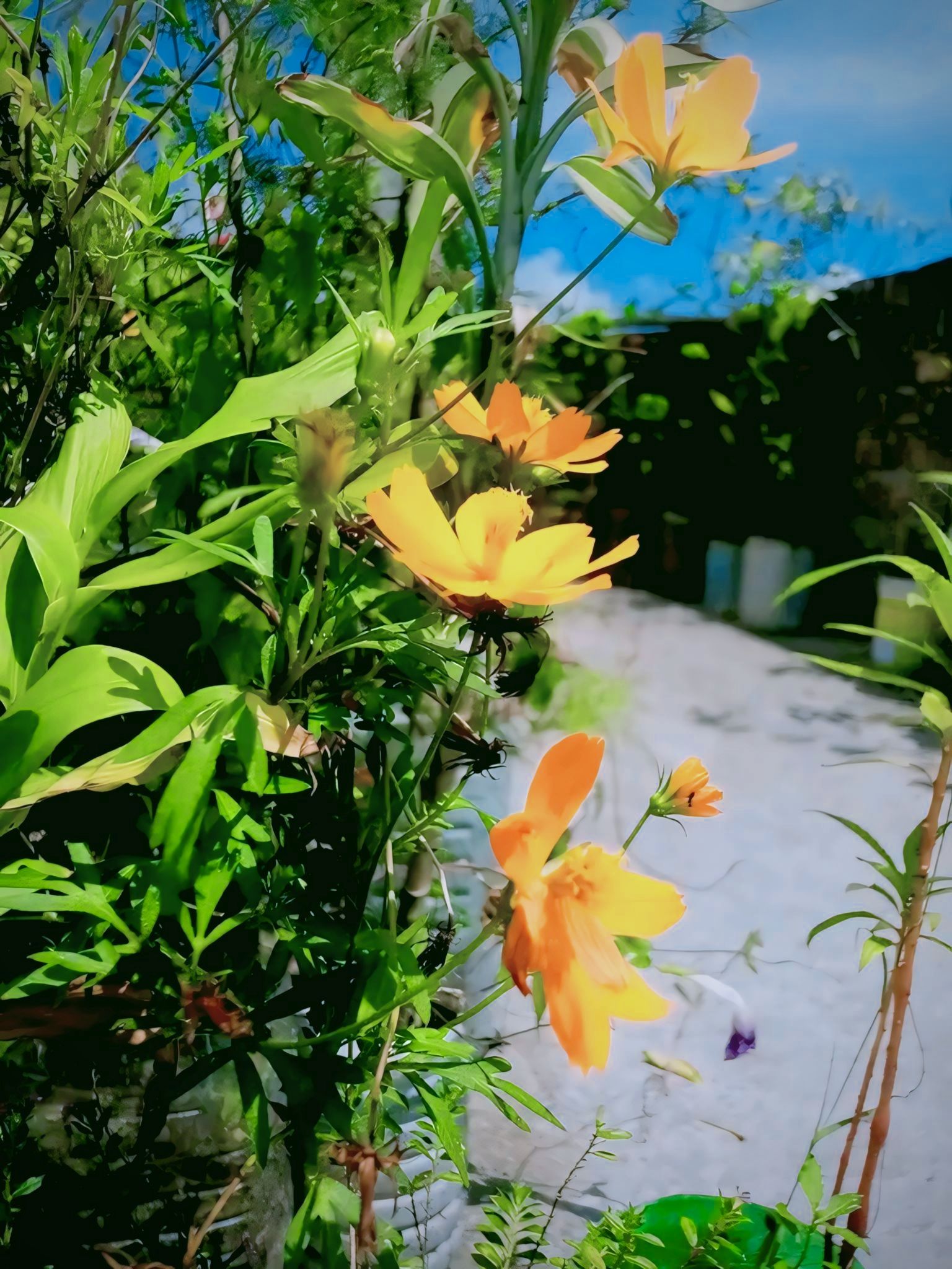 IMG_20250809_061322.jpg