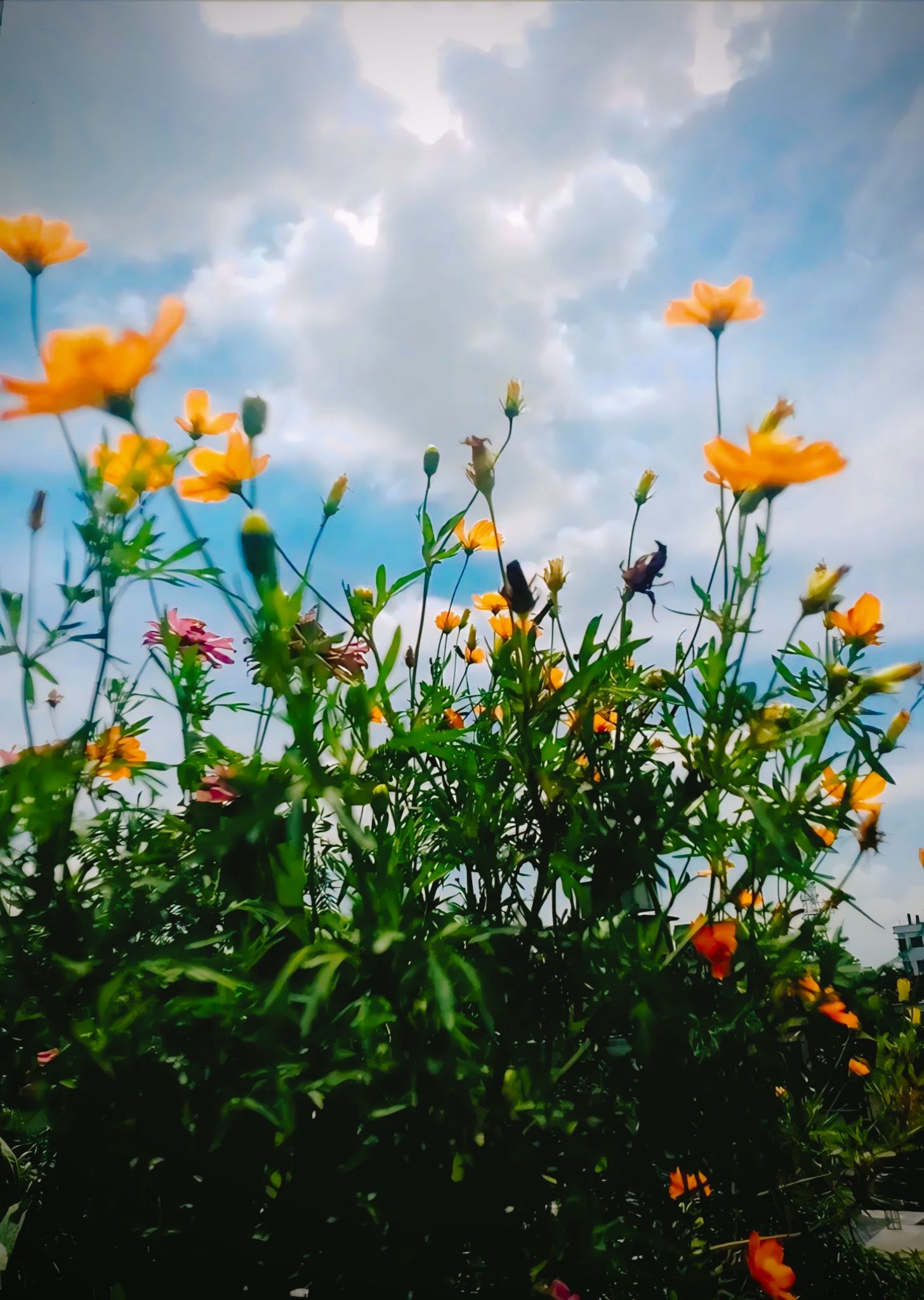 Yellow flower light in the blue sky "Cosmos sulphureus".