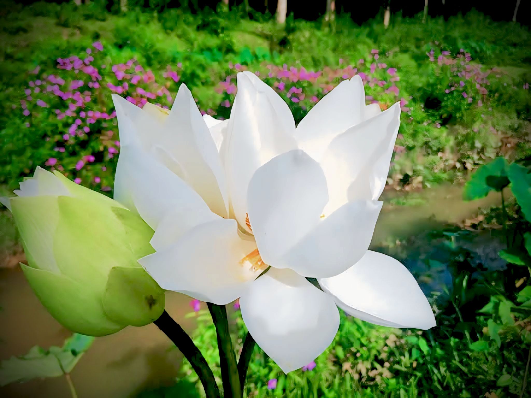 Nature's beautiful gift "White Lotus 🪷 Flower".