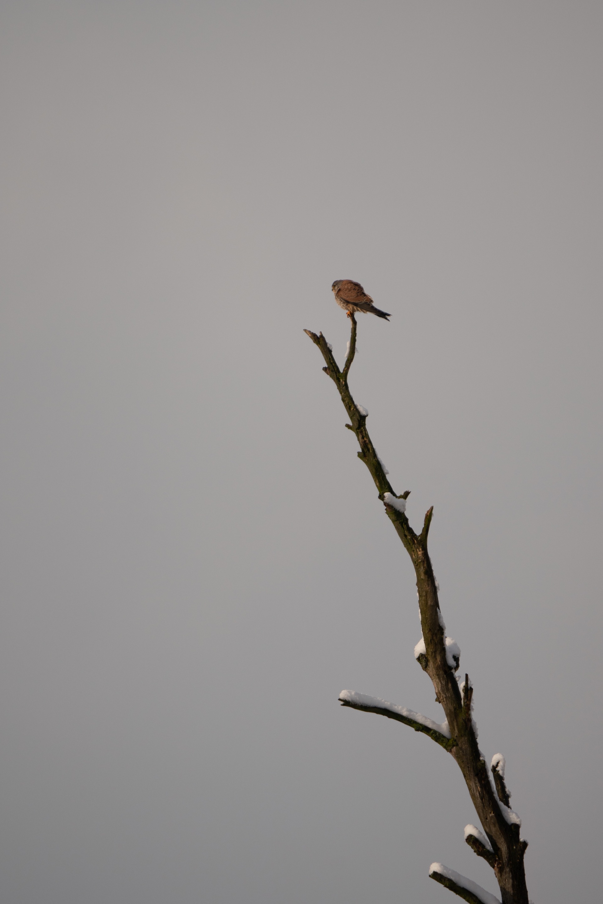 DSC08737.jpg