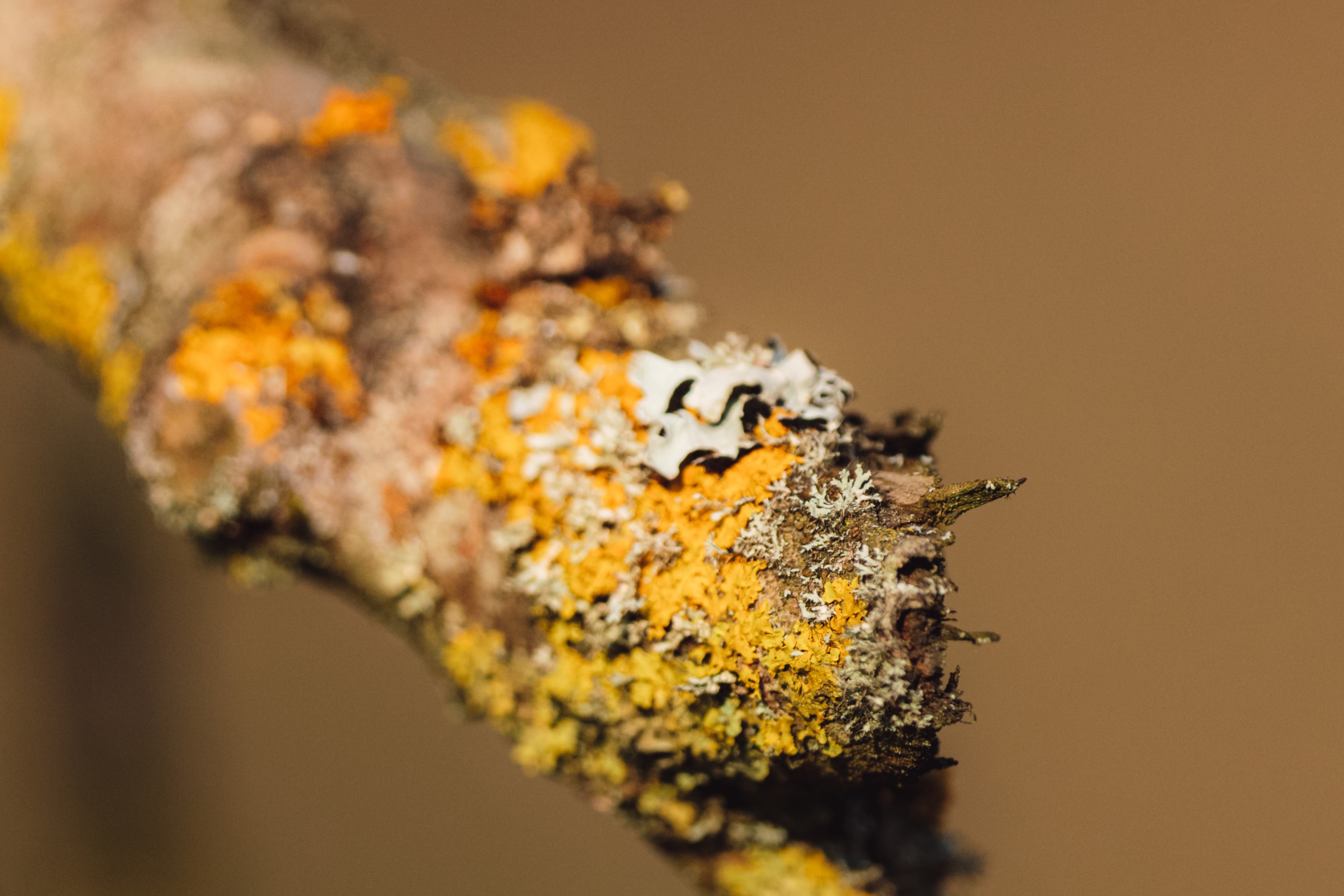 DSC02114.jpg
