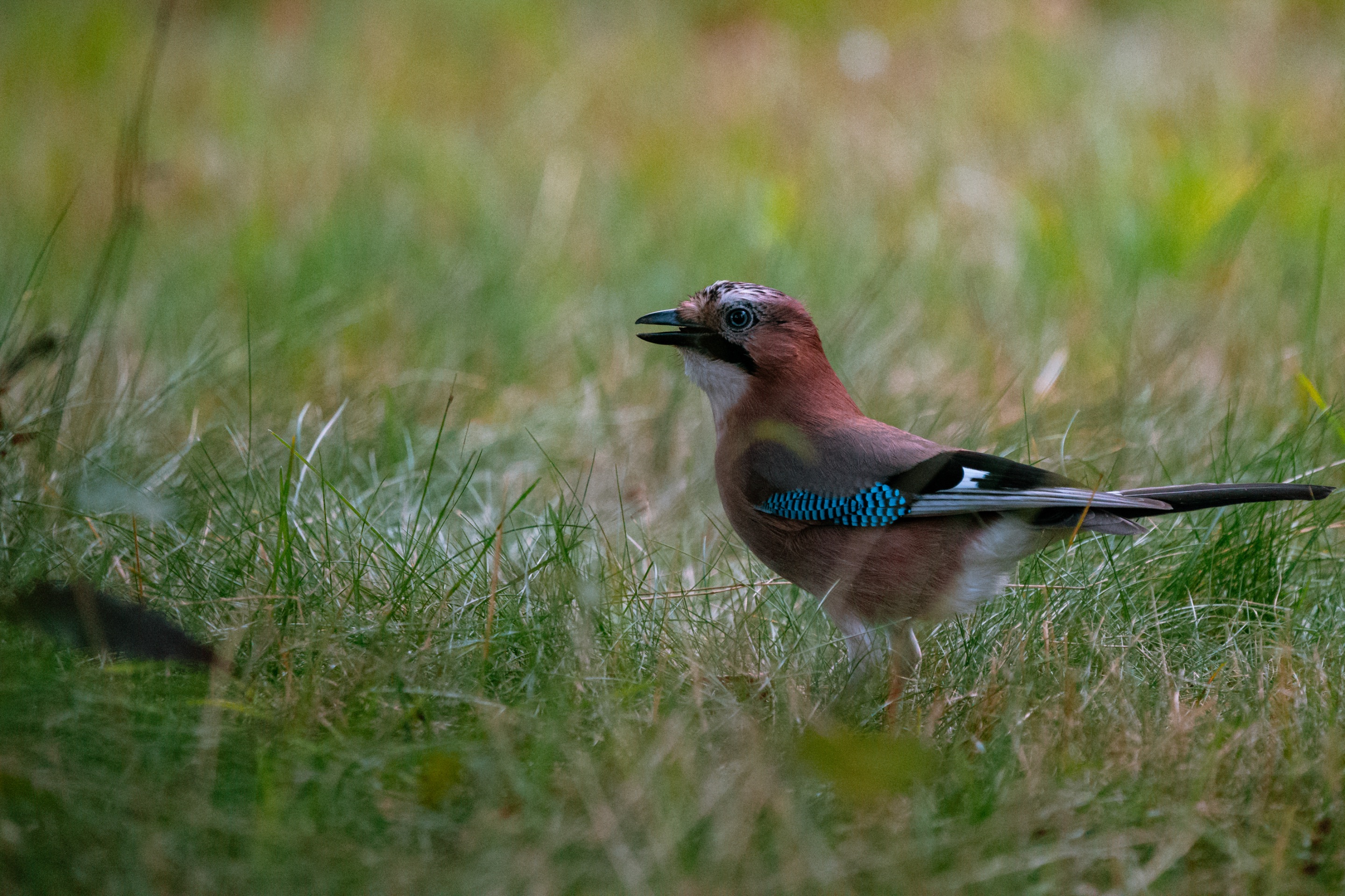 DSC04987.jpg