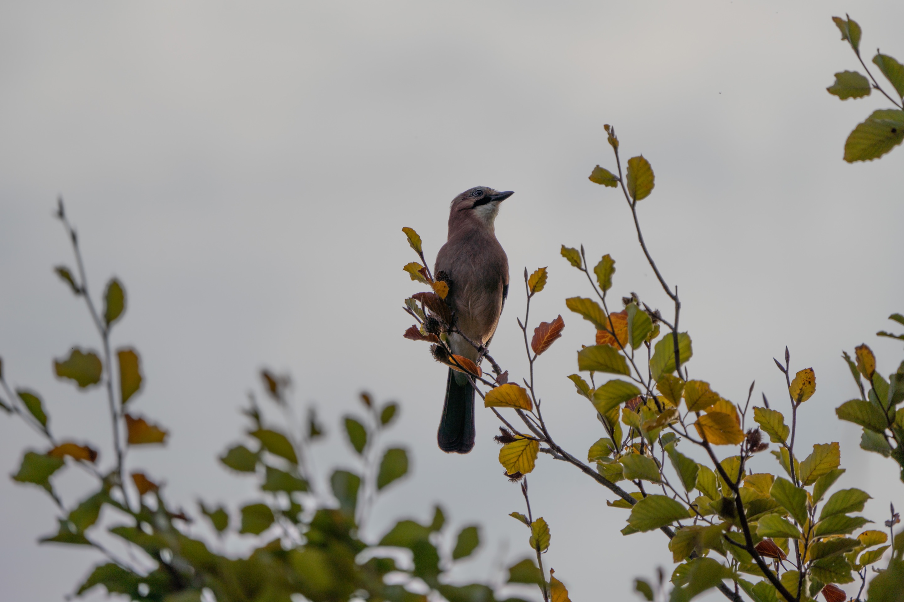 DSC04968.jpg