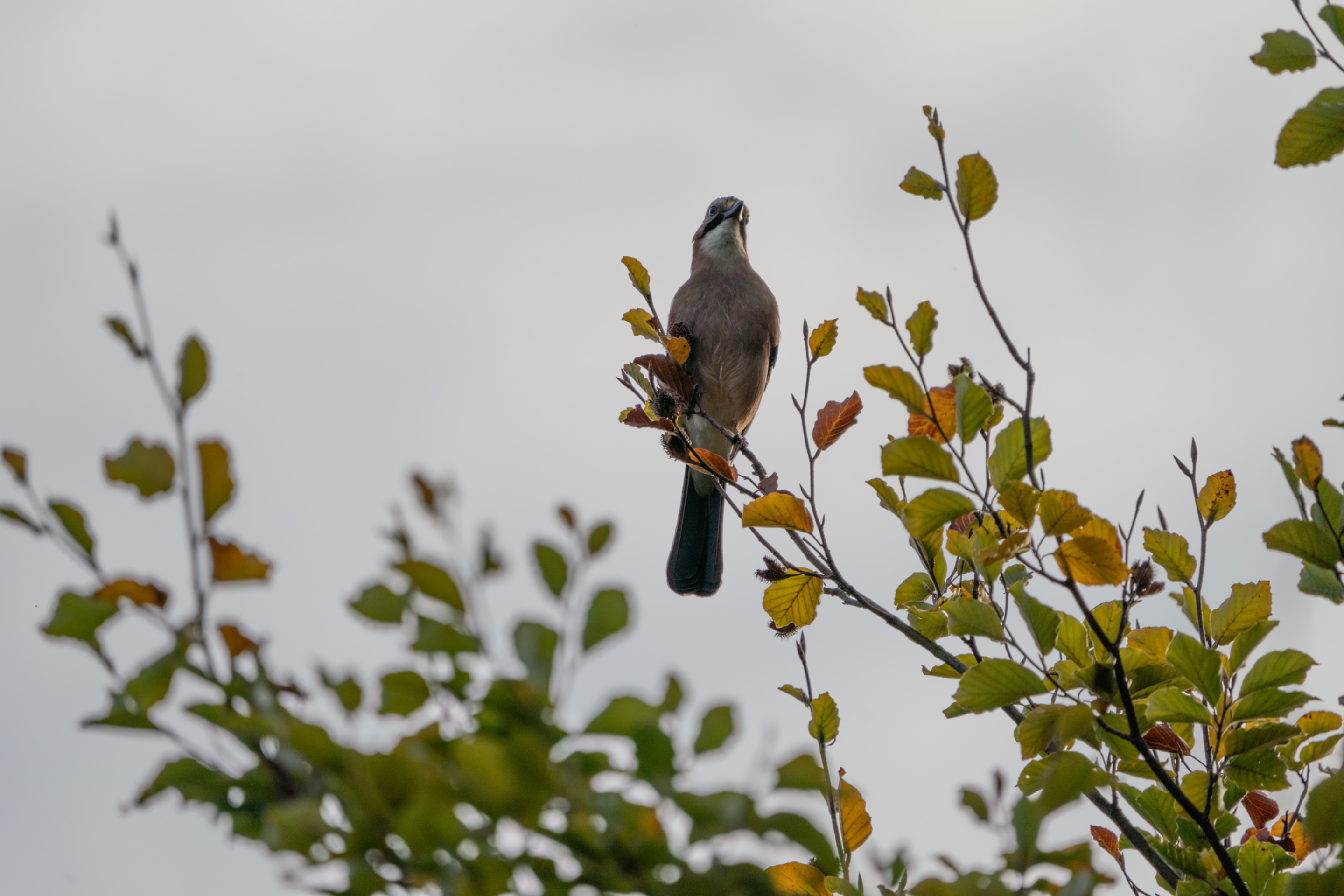 DSC04967.jpg