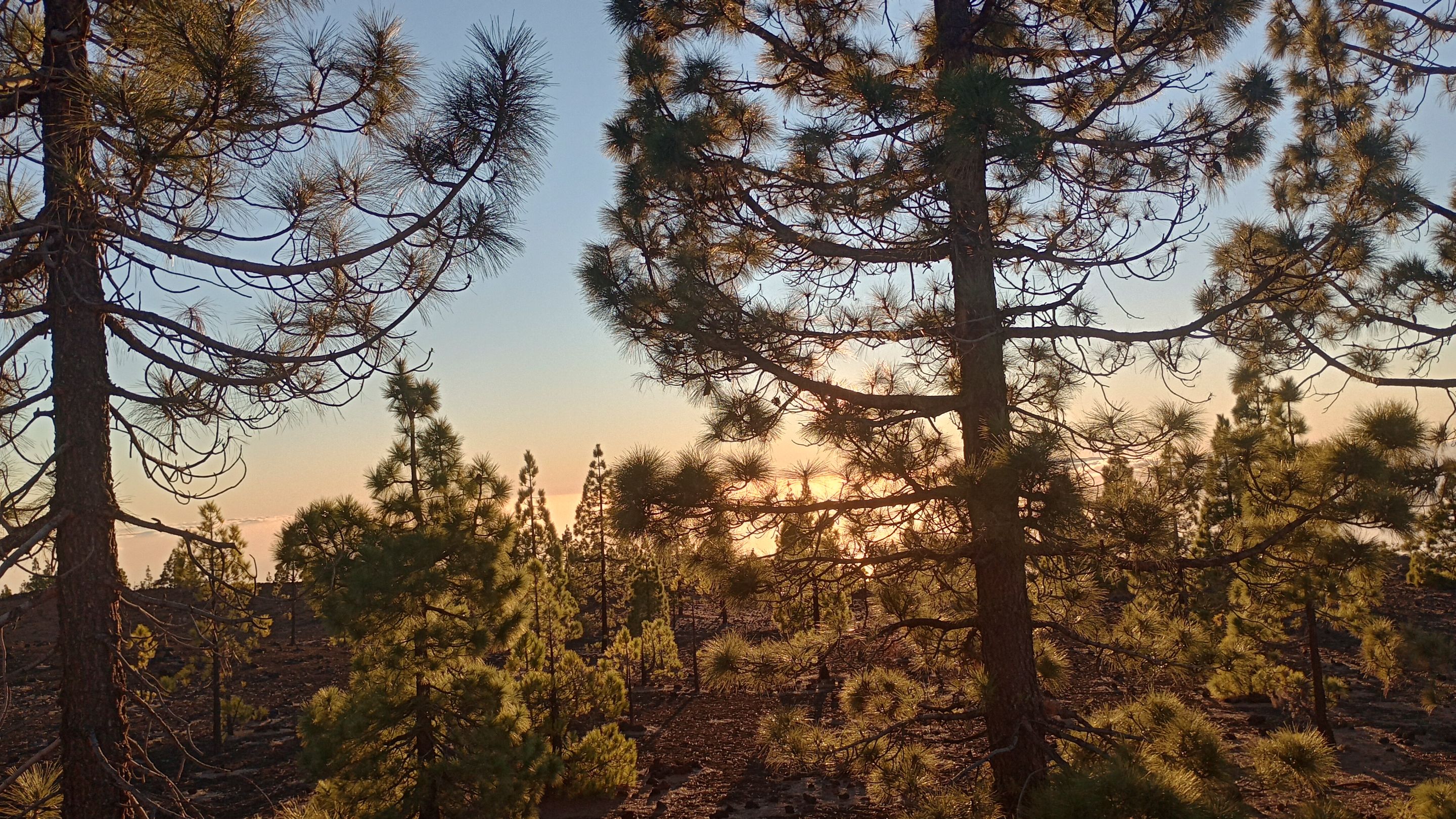 IMG_20231208_175303978_HDR.jpg