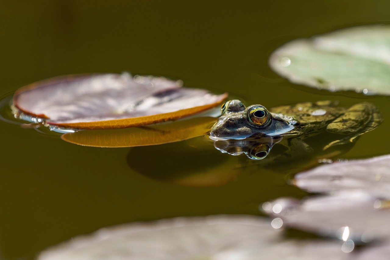 frog-6316284_1280.jpg