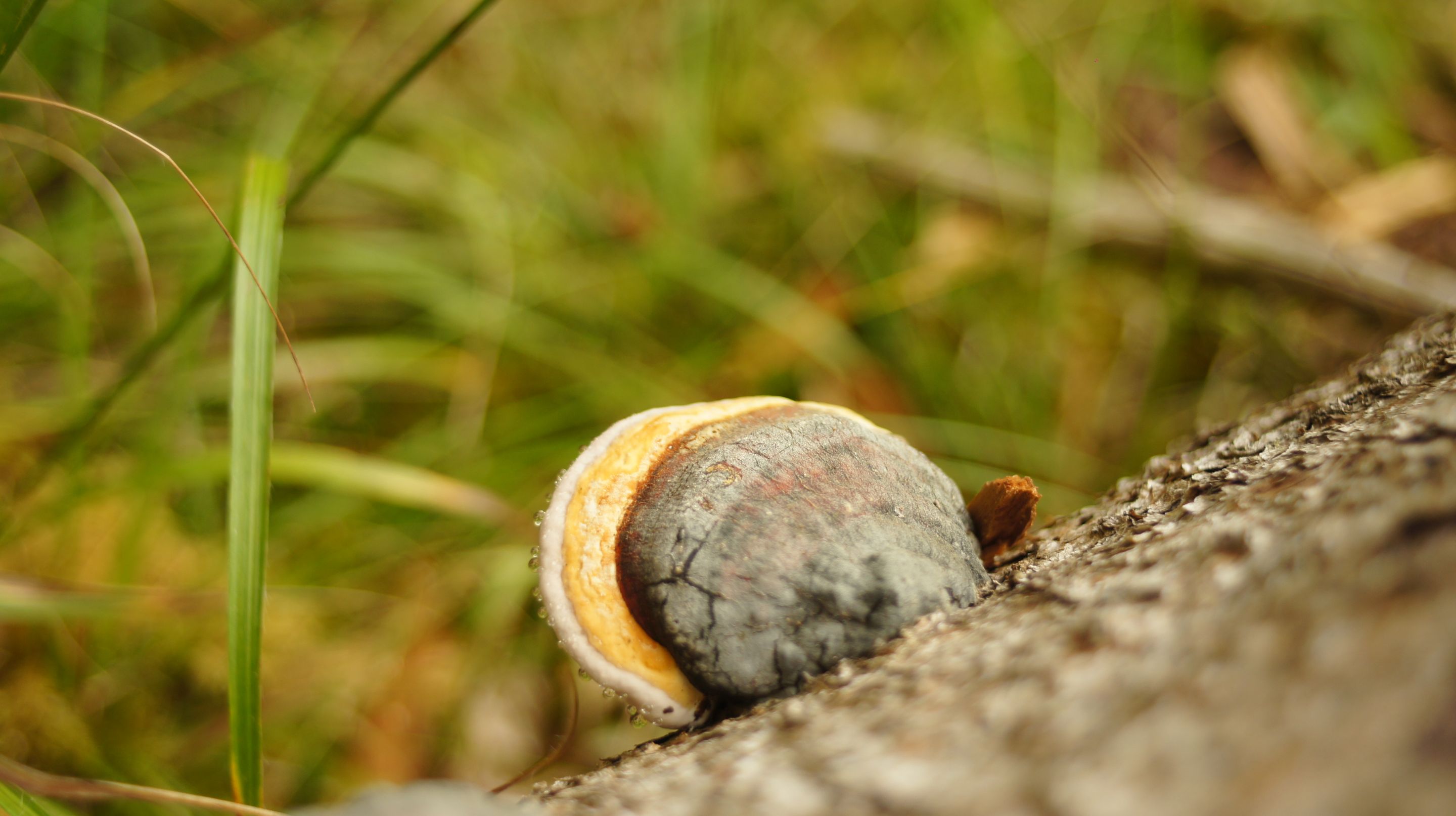 DSC07765.JPG