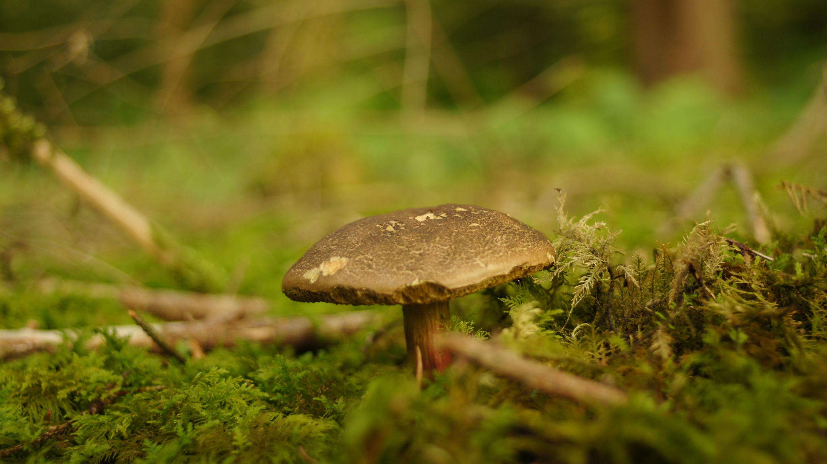 DSC07761.JPG