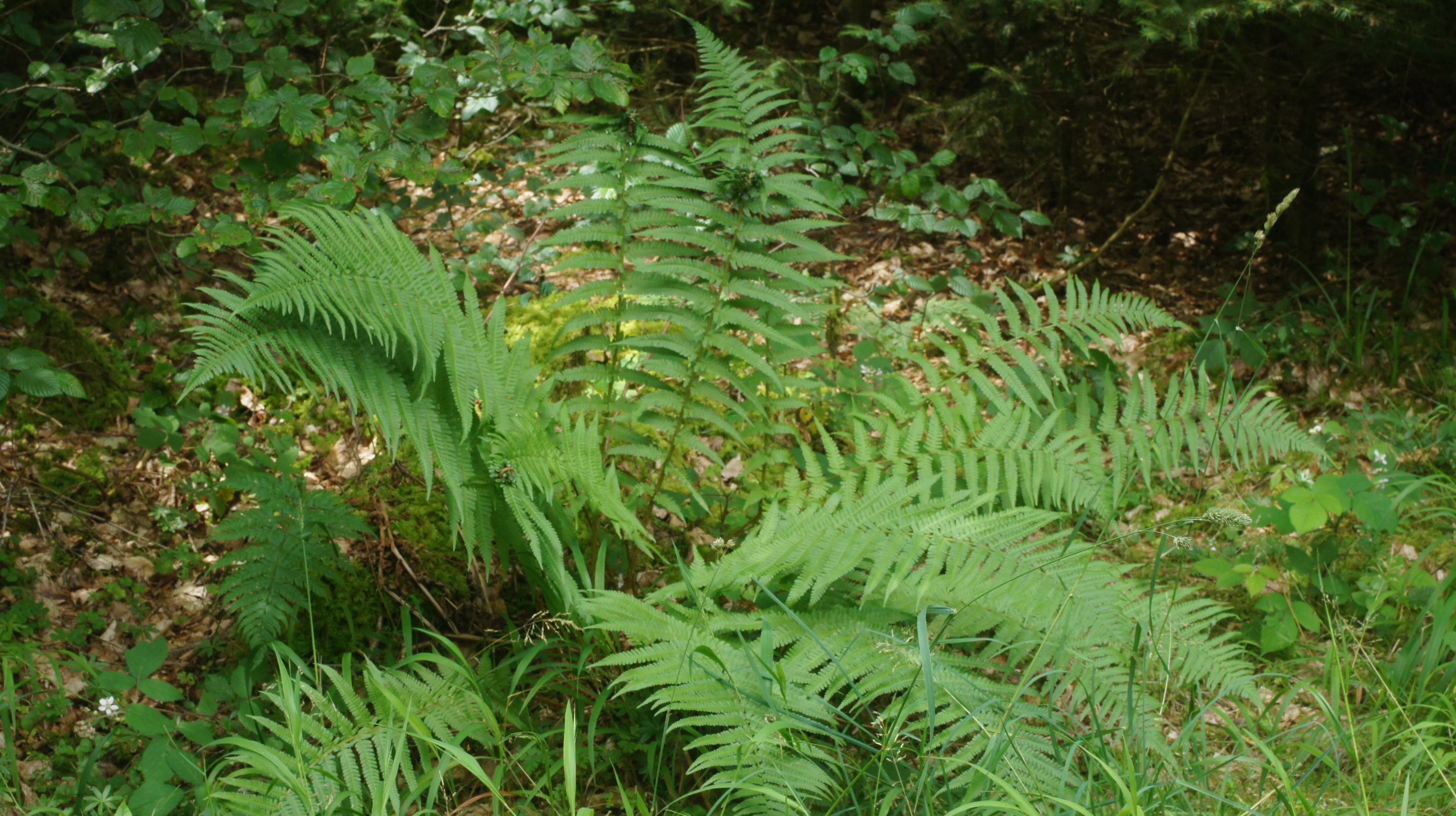 DSC07678.JPG