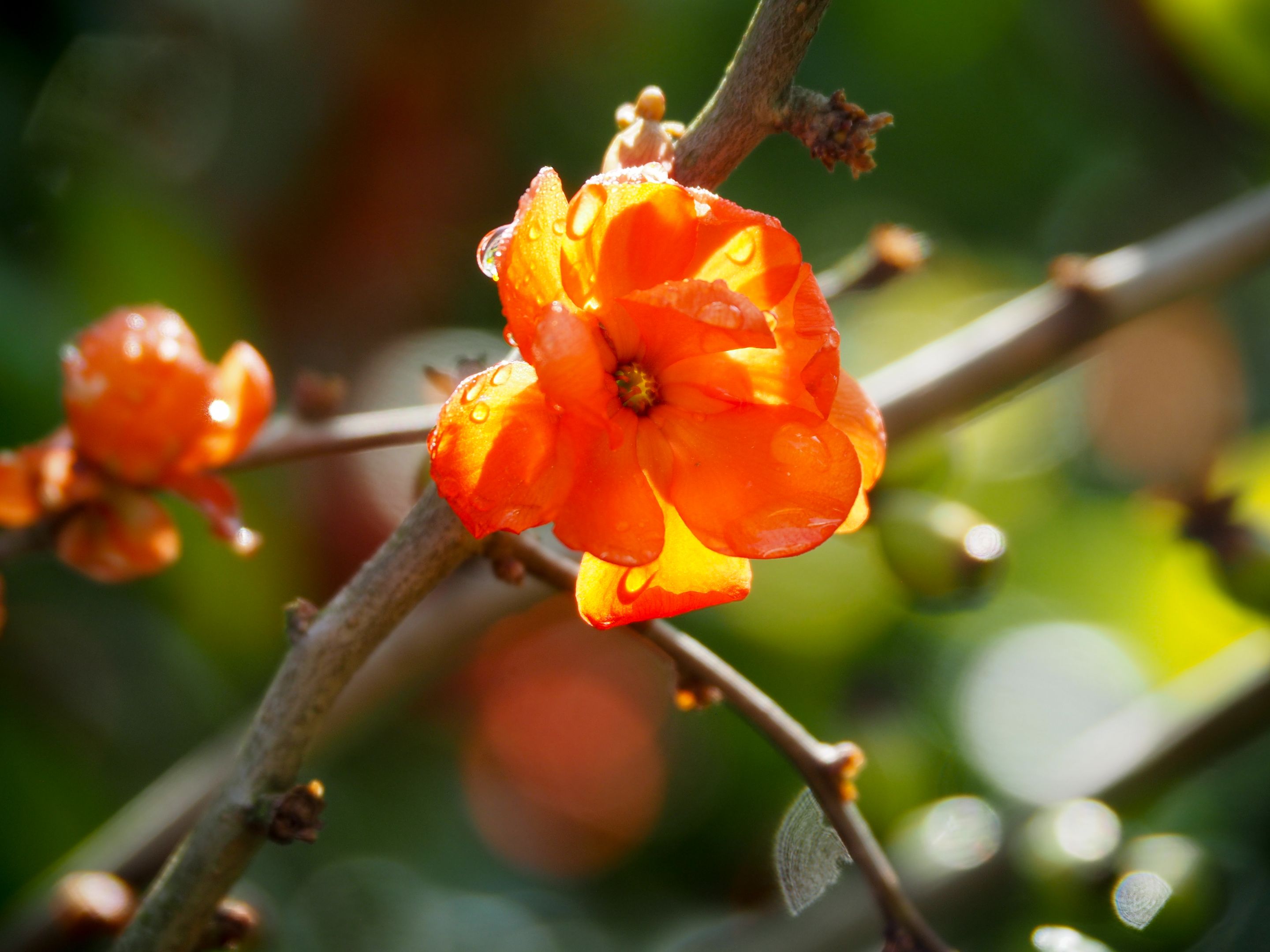 henomeles 3.jpg