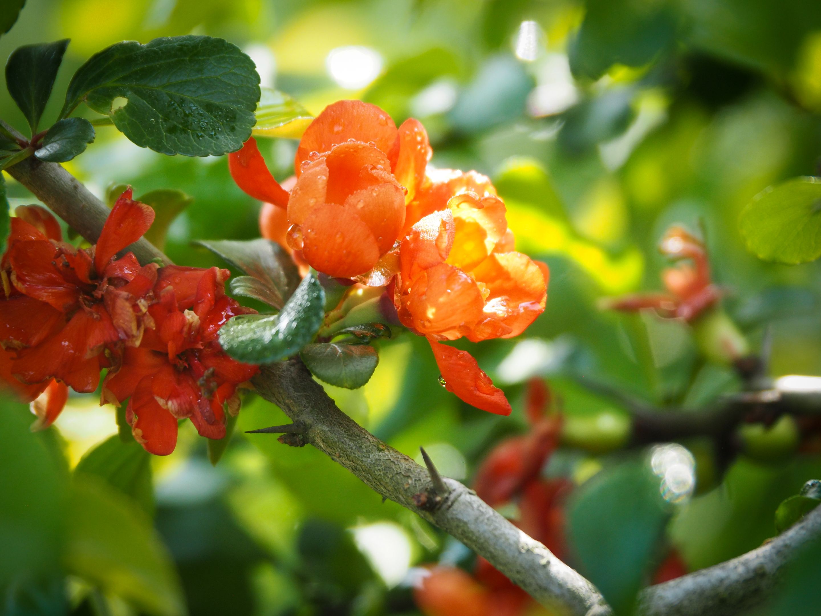 henomeles 5.jpg