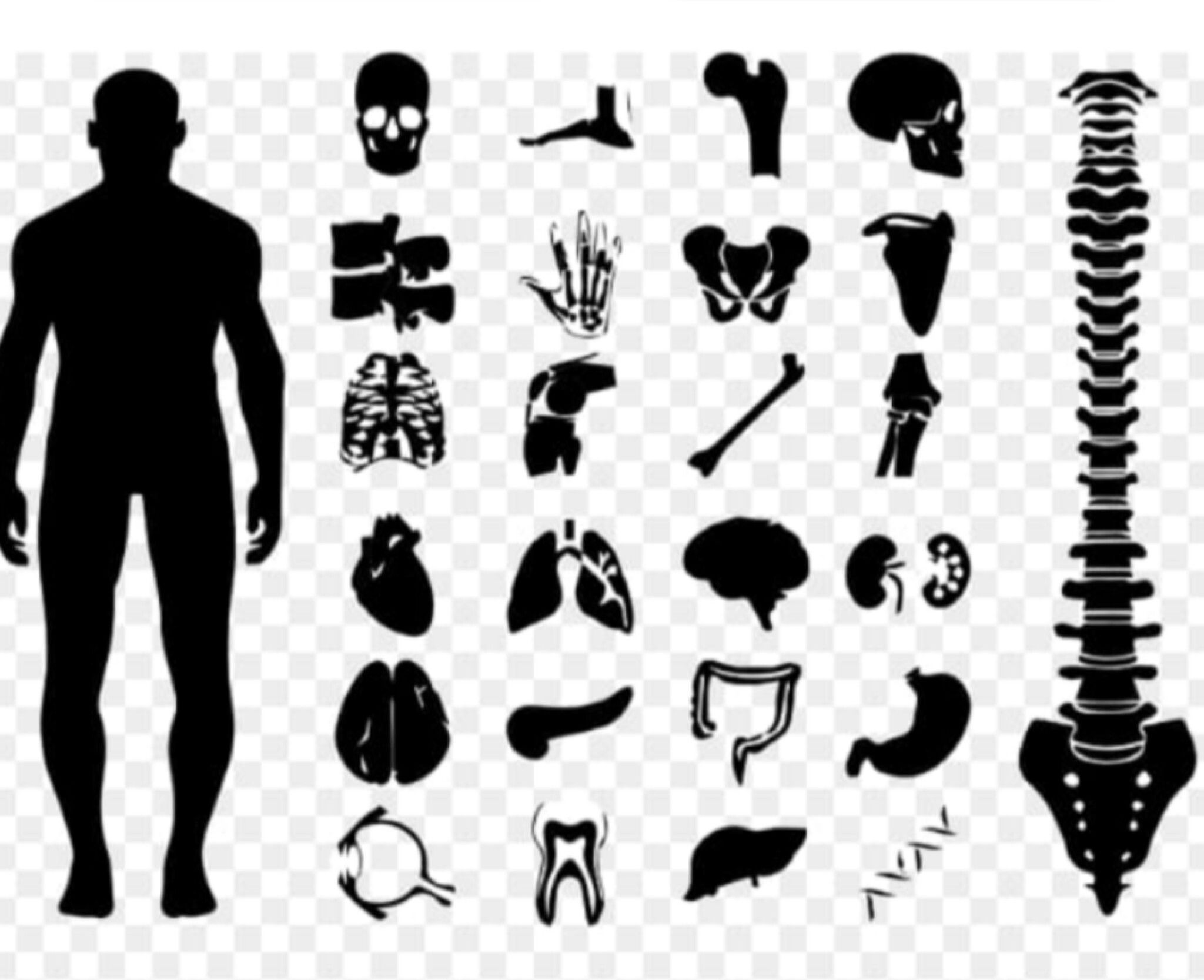 Cómo conocernos física y biológicamente /How to know ourselves physically and biologically [Esp - Eng] 