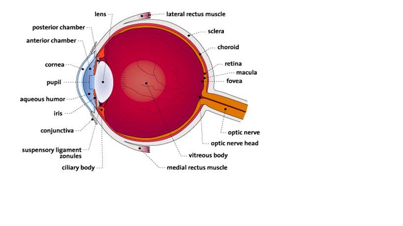 Human eye.png