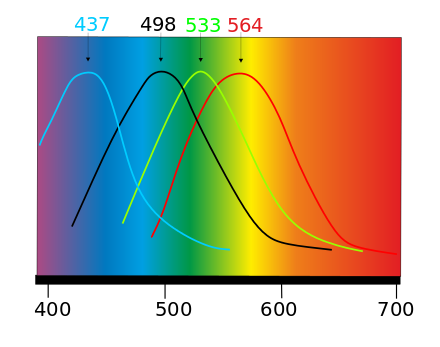 440pxSpectre_absorption_des_cones.svg.png