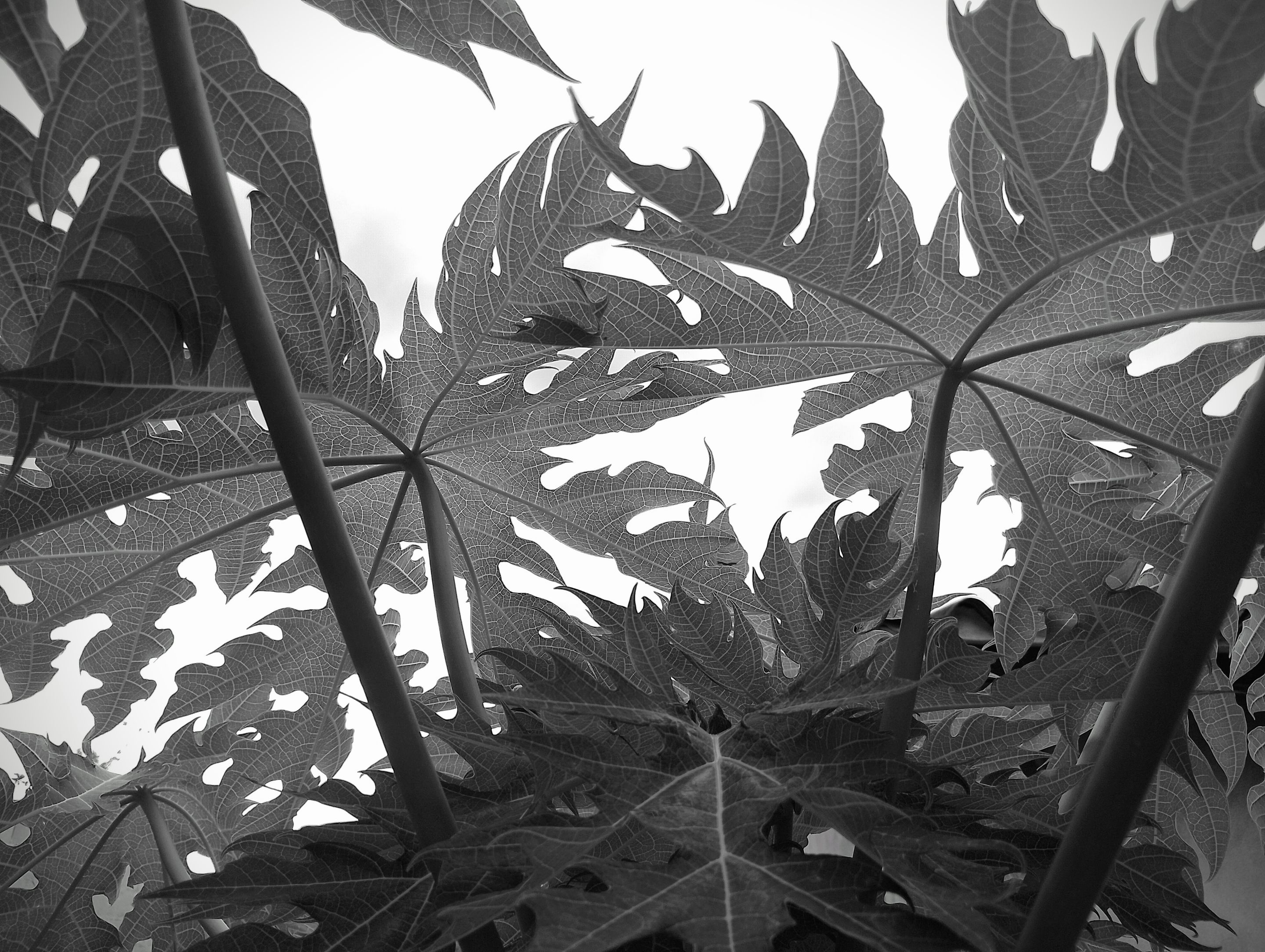 #Monomad Challenge // The Face of Nature / El Rostro de la Naturaleza