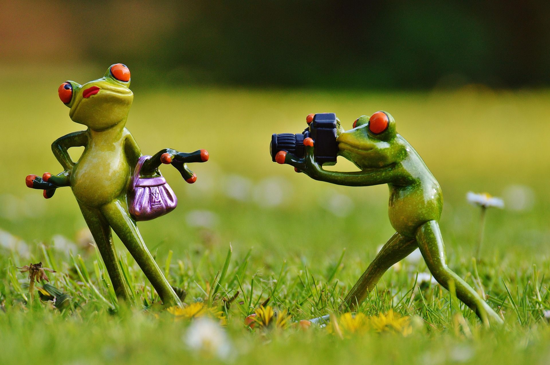 frog-1347642_1920.jpg
