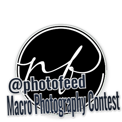 📸 PhotoFeed Contest - Macro Photography Round 87