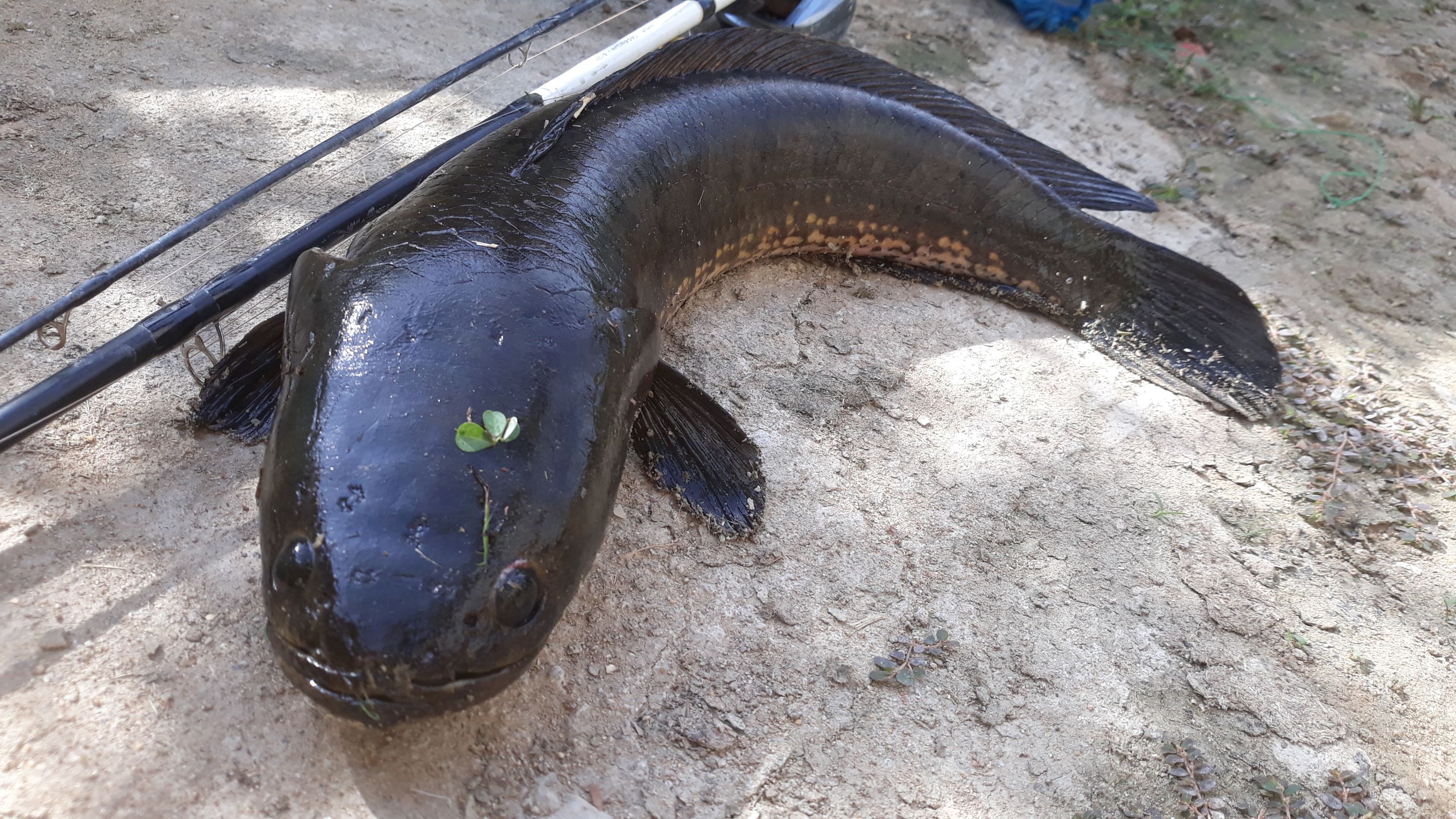 I found a big snakehead fish when I went to the rice fields