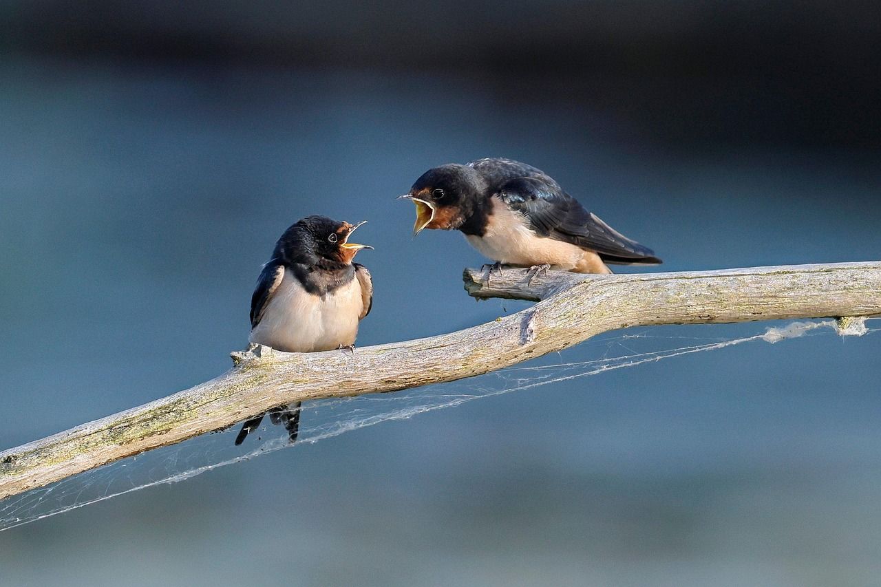 barn-swallow-8097199_1280.jpg