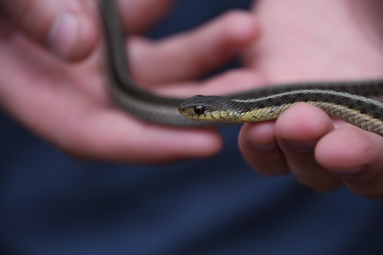 snake-4238190_1280.jpg