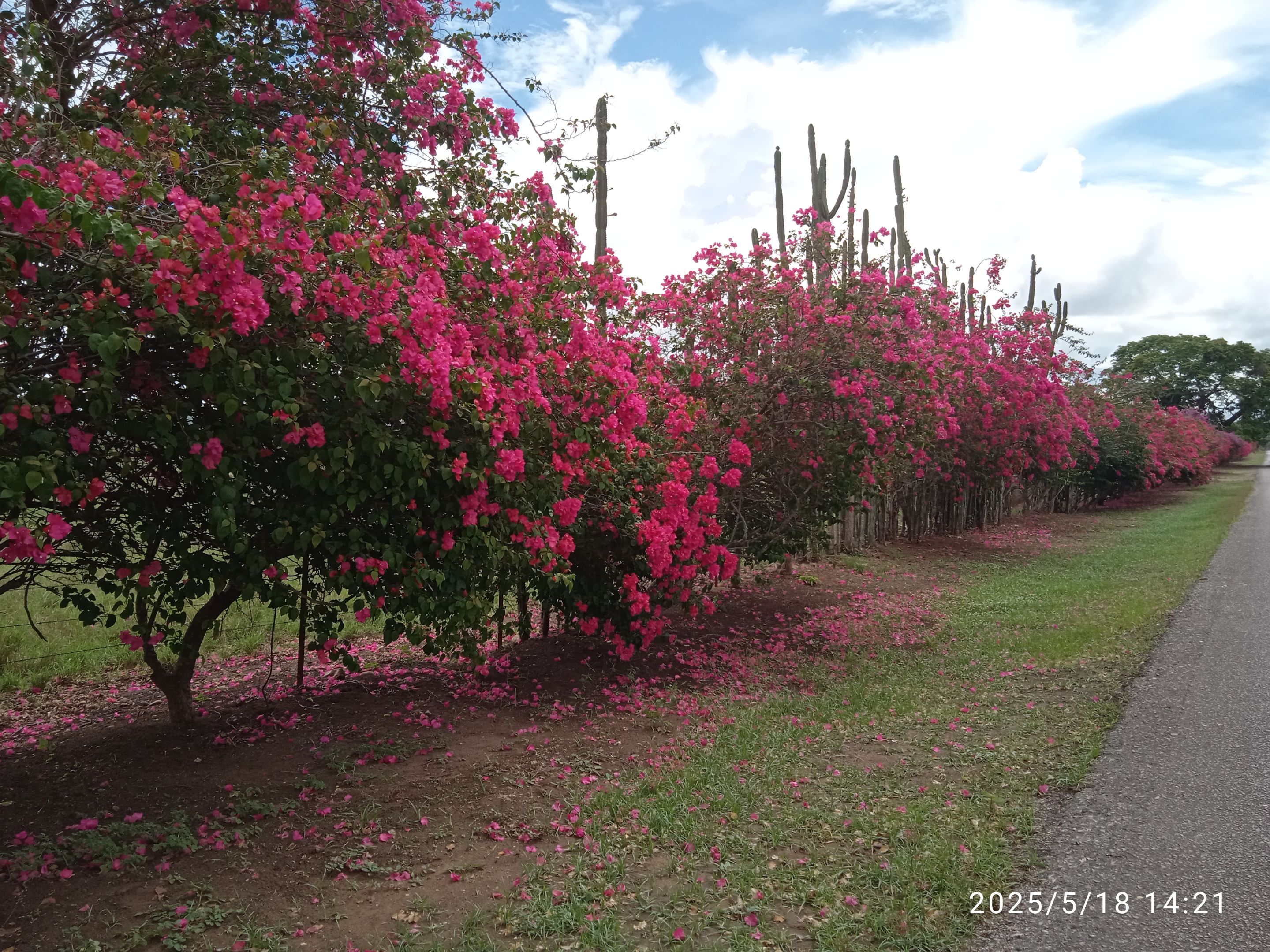 IMG_20250518_142143.jpg
