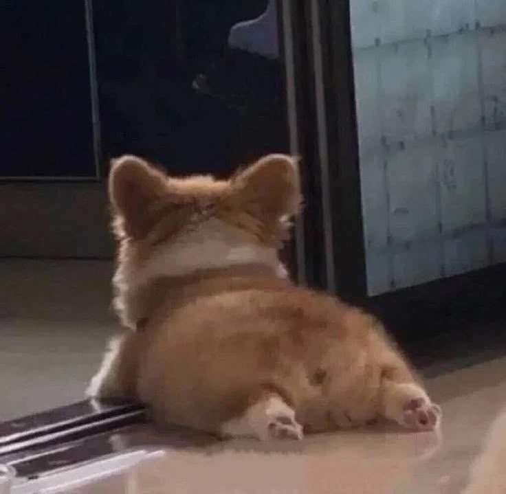 CORGI