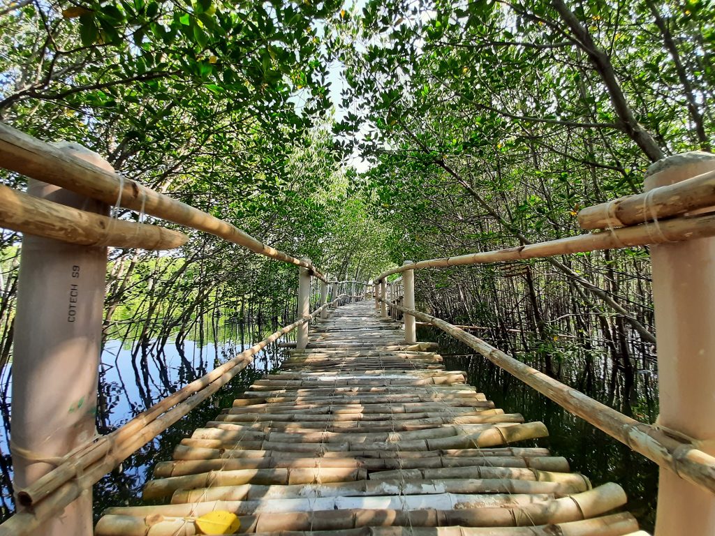 Omagieca-Mangrove-Garden-Sta.-Fe-Bantayan-Island-8-1-1024x768.jpg