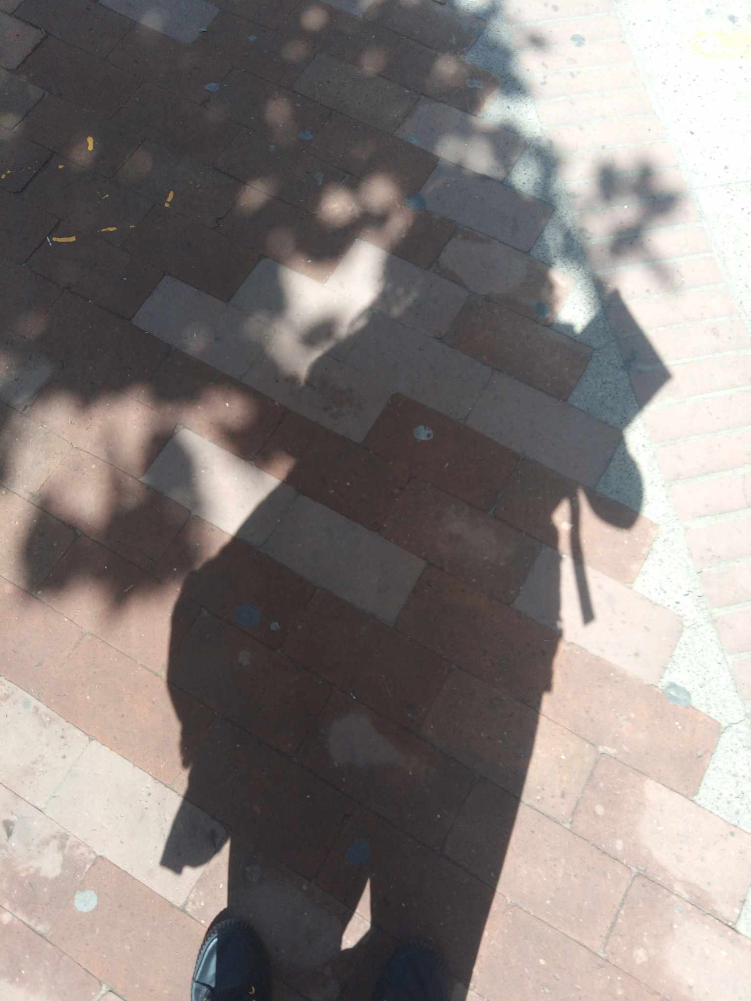 437562361_1547884956002085_5404902571796660594_n.jpg