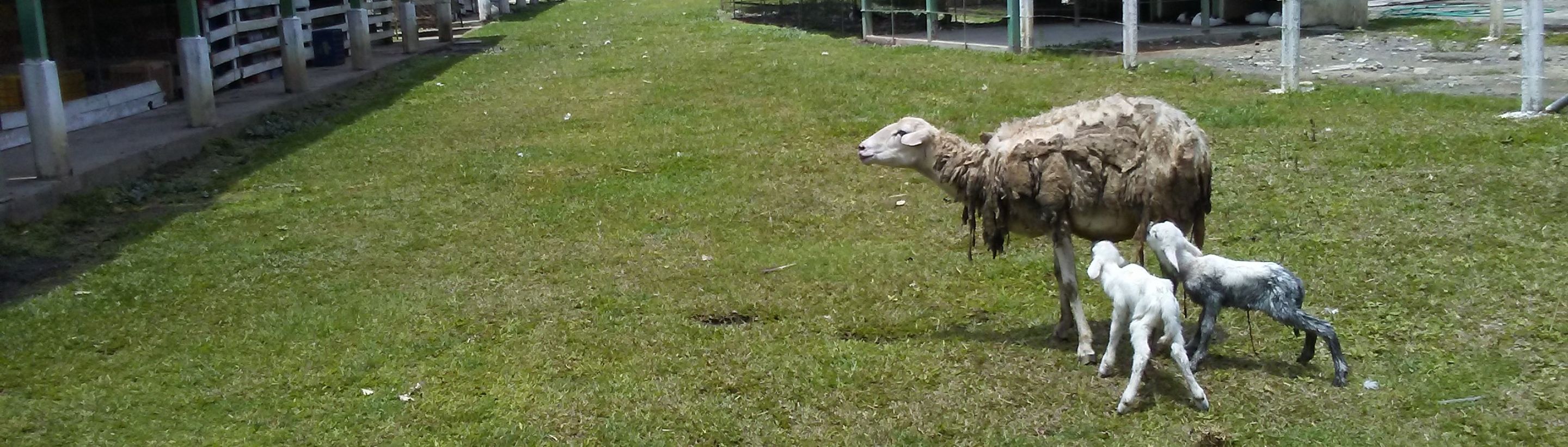 MyAnimalPhotography - Newborn sheep - Ovejas recién nacida
