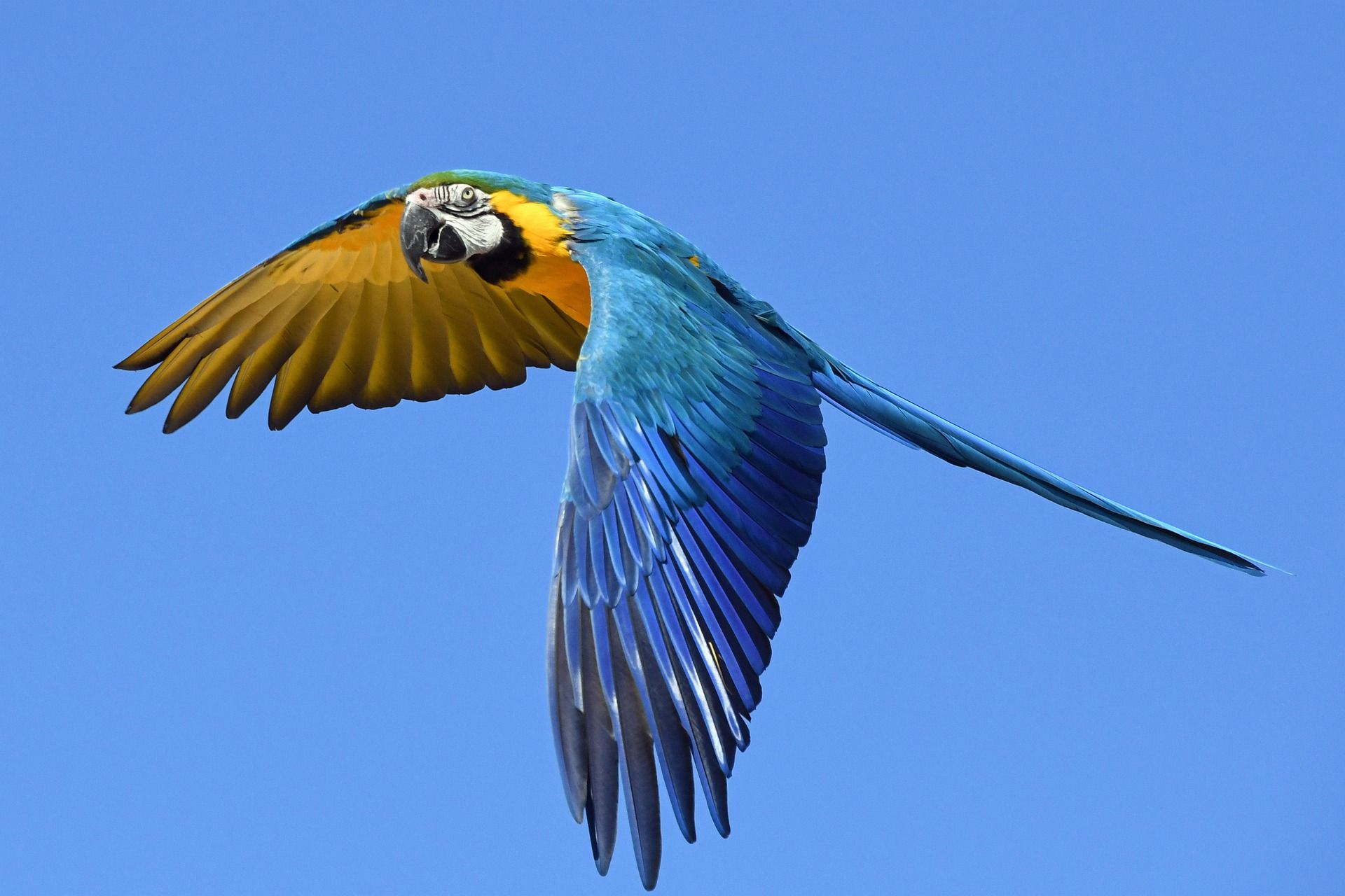 parrot-2796766_1920.jpg