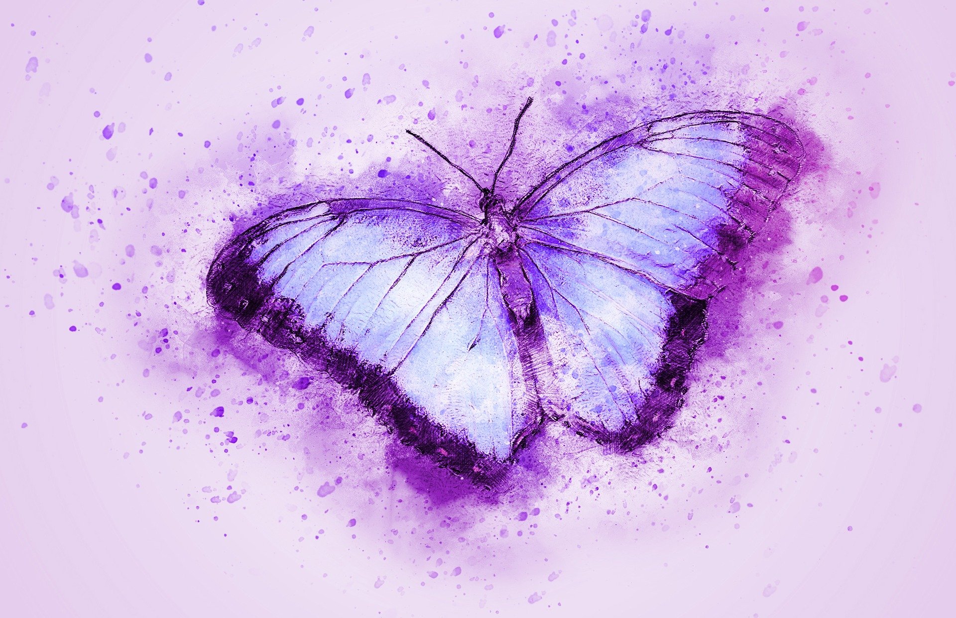 butterfly-2265010_1920.jpg