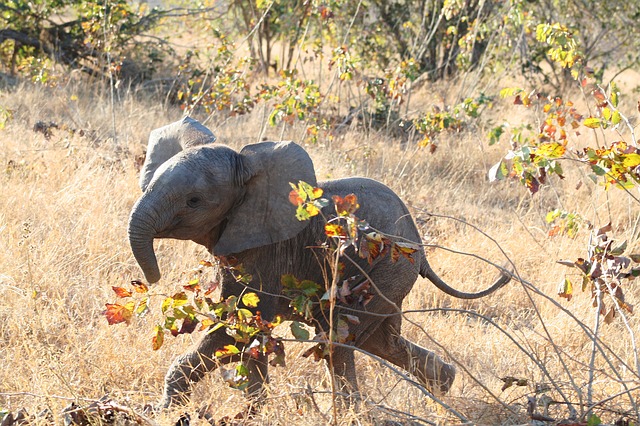 mammal-2890007_640.jpg