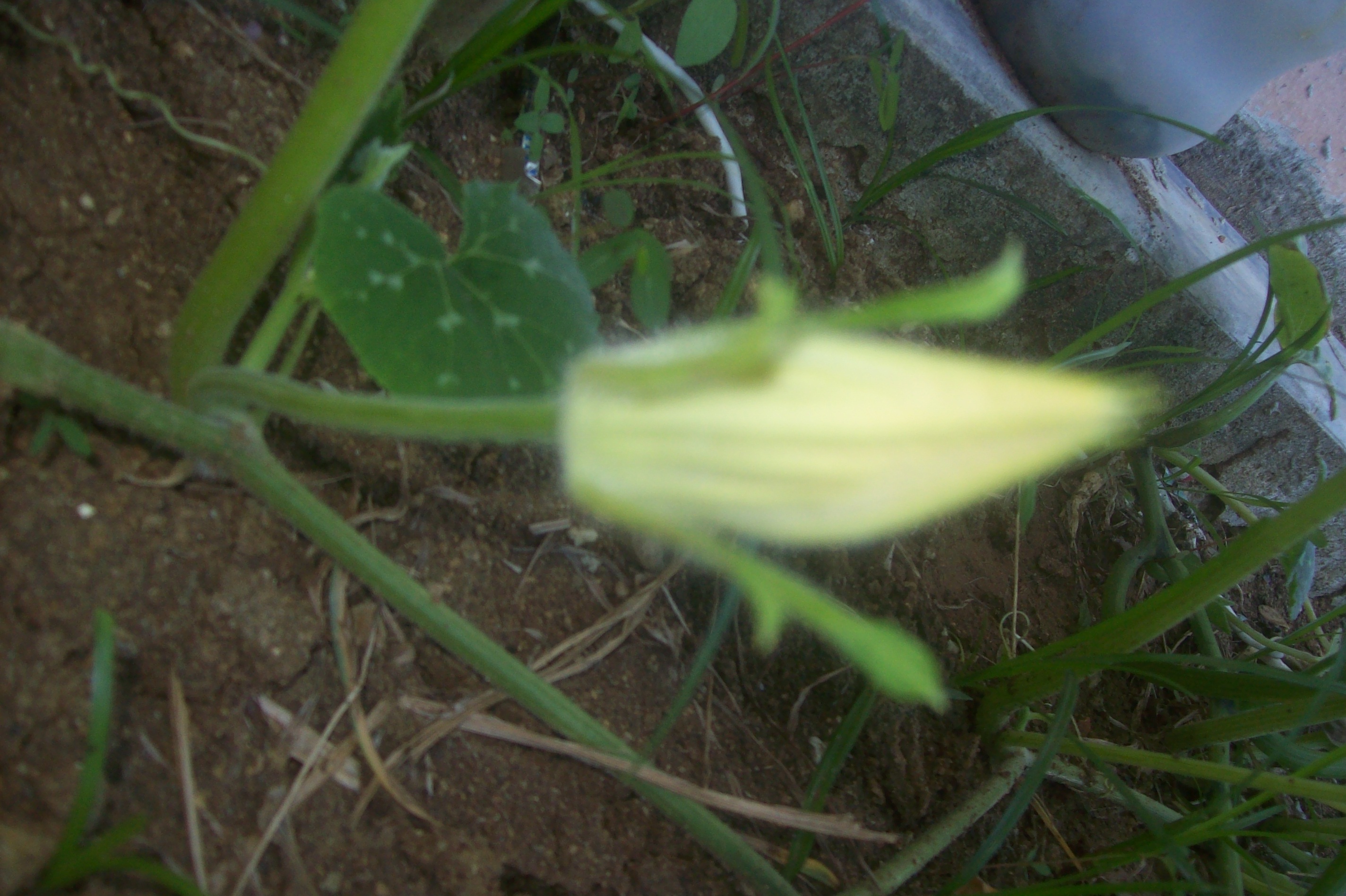 100_1382.JPG
