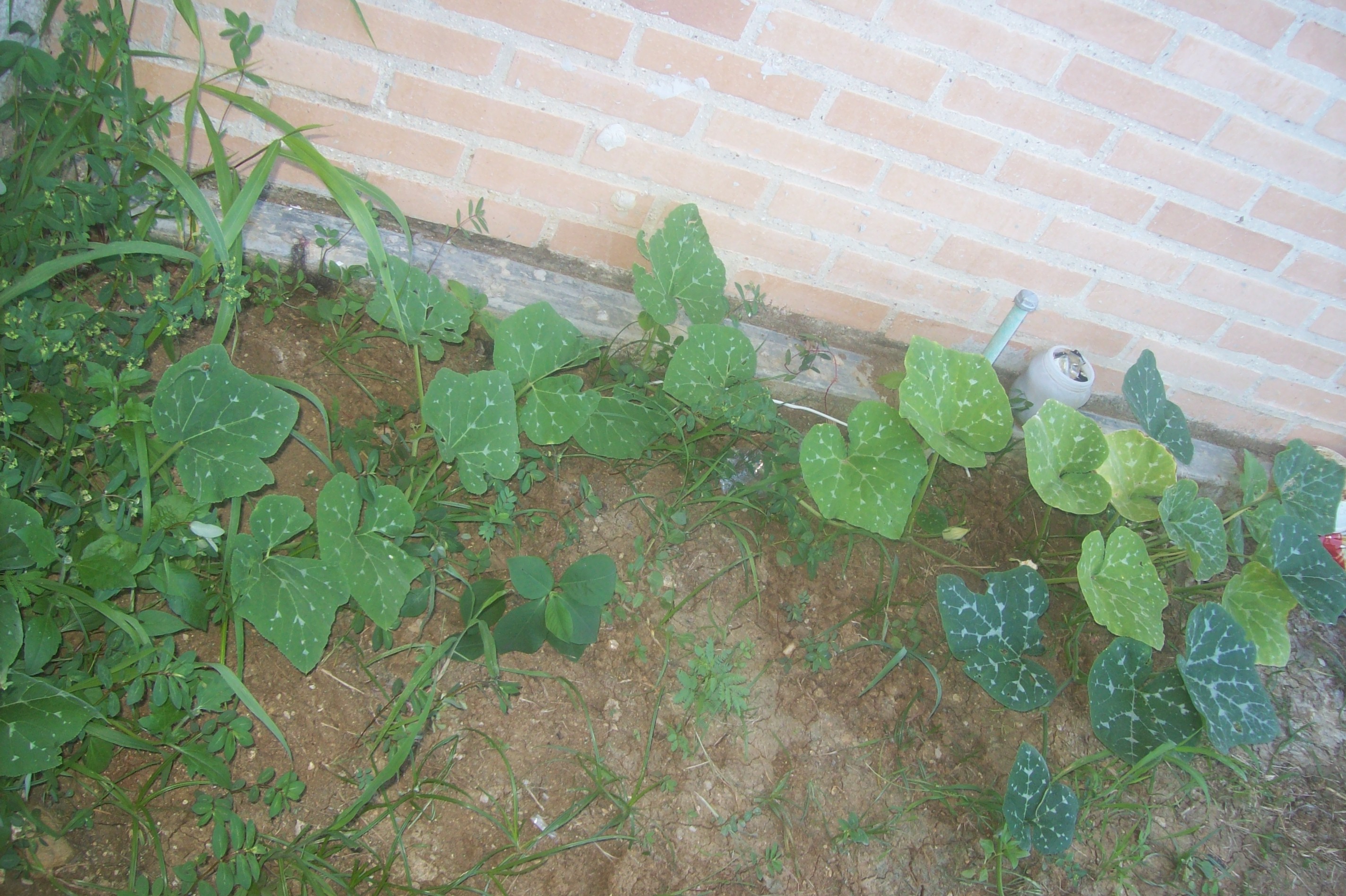 100_1374.JPG