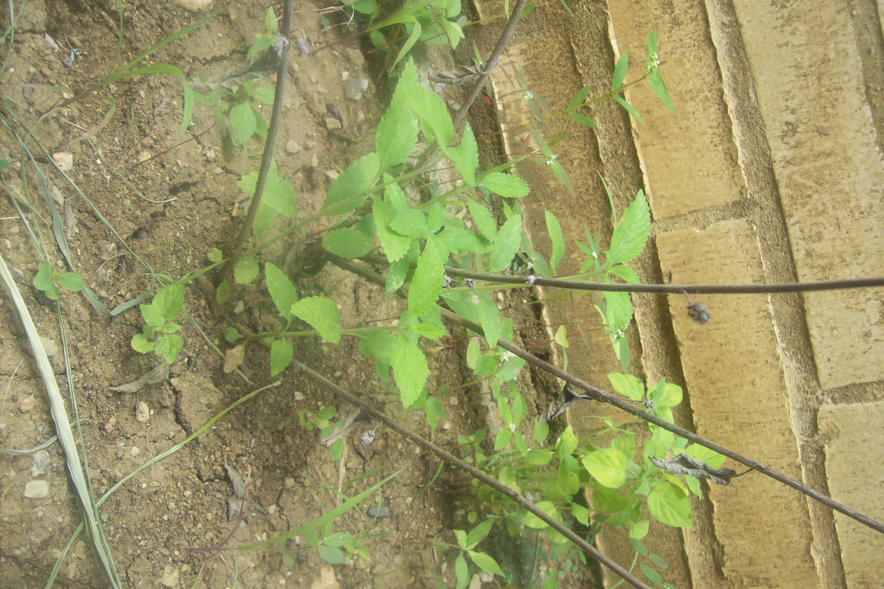 100_1137.JPG