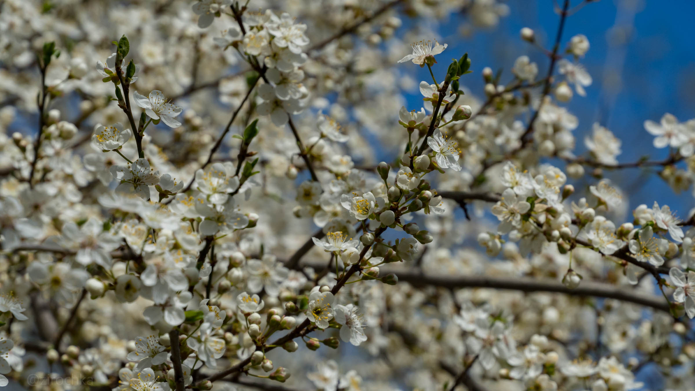 DSC08326.jpg