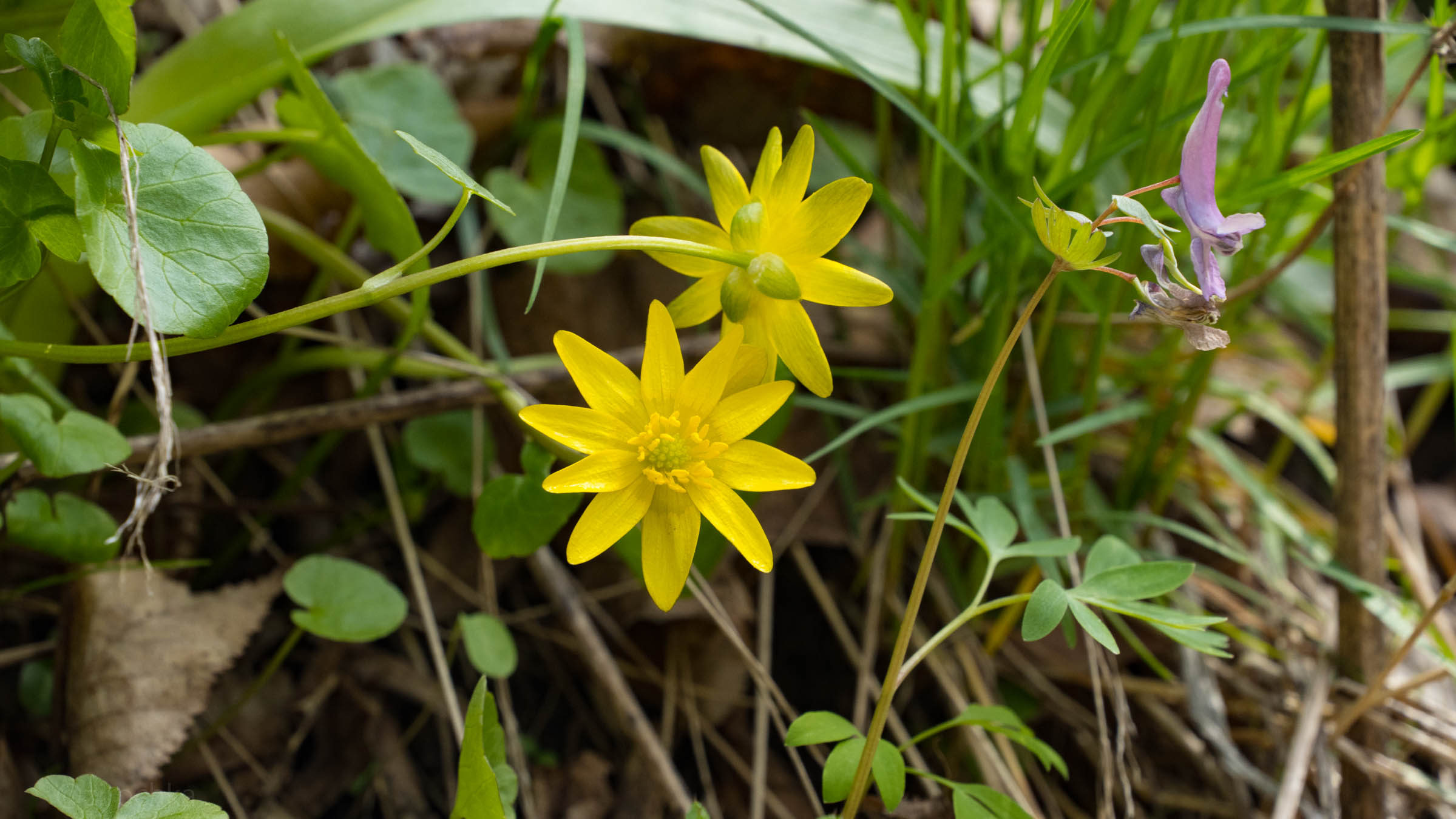 DSC08337.jpg