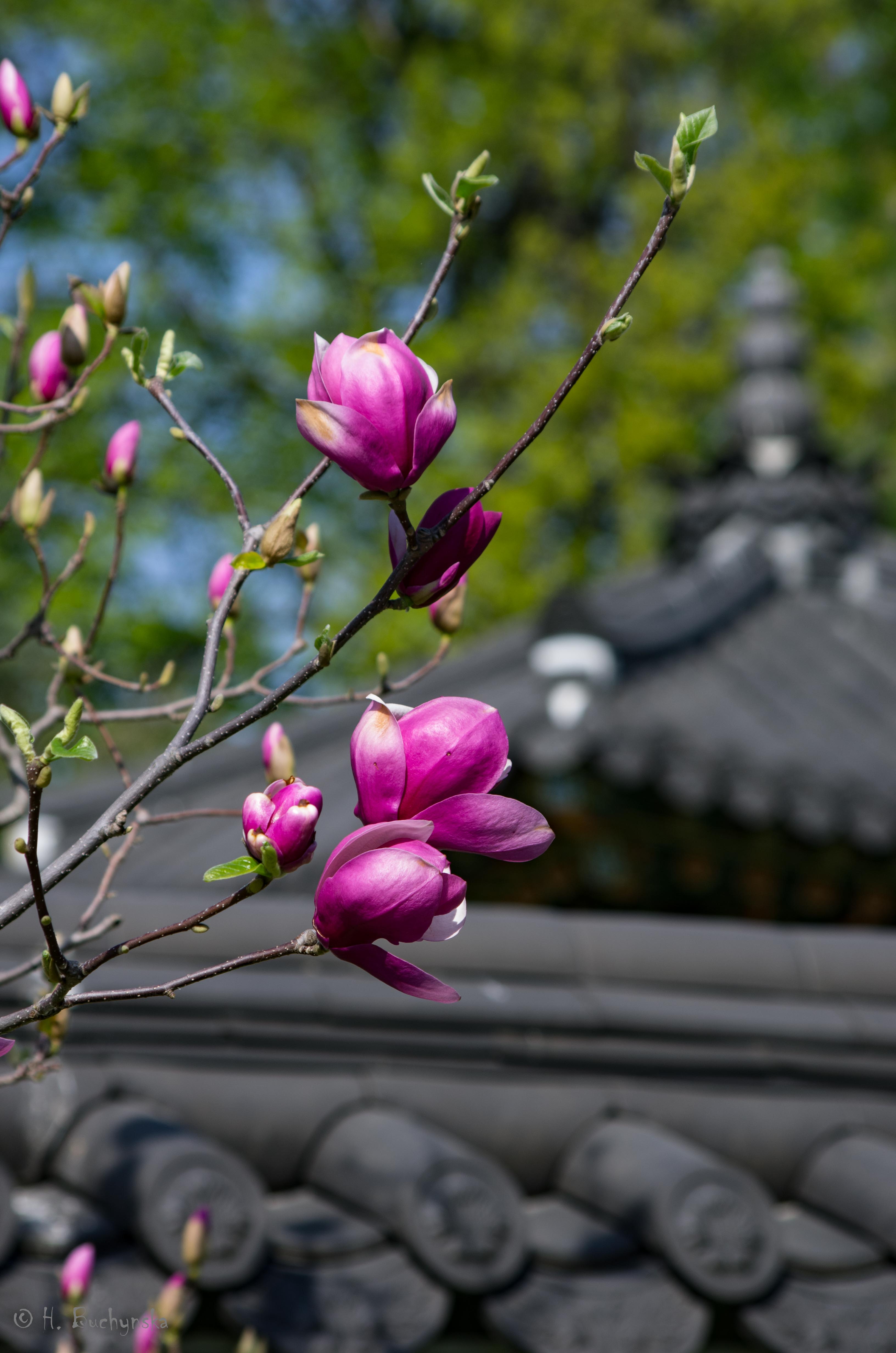 IMGP84632.jpg