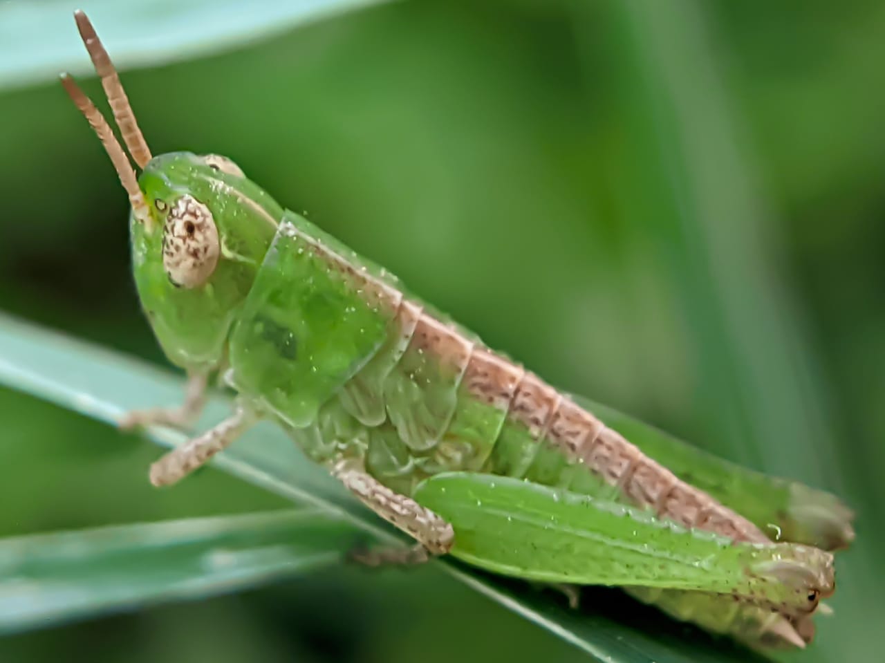 insects (24).jpeg