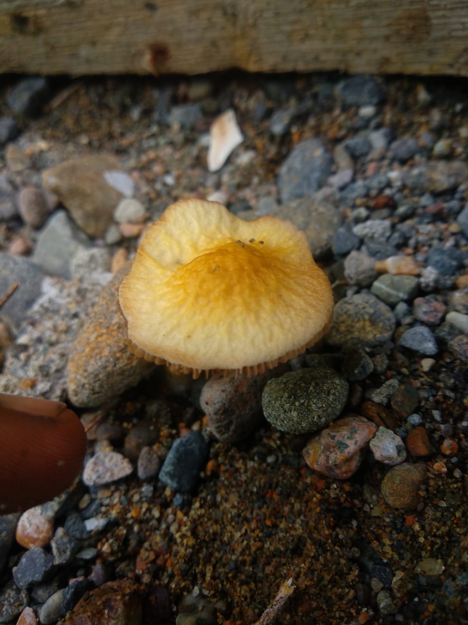 IMG-20210814-WA0018.jpg